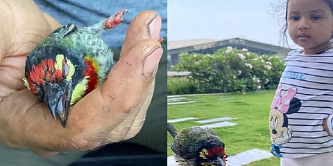 ”அந்தப் பறவை என் கூடவே இருக்க வேண்டும்” - தோனி மகள் சந்தோஷம்