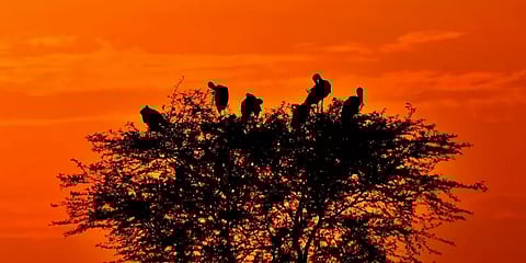 ”வேடந்தாங்கல் சரணாலயத்தில் சுற்றளவு குறைக்கப்படவில்லை” - வனத்துறை விளக்கம்