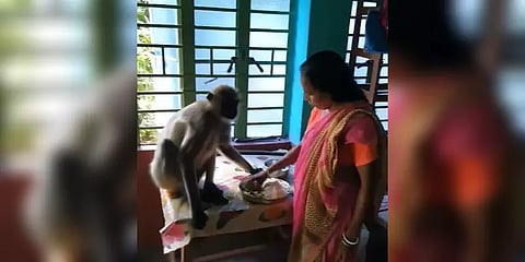 குரங்குக்குச் சோறு ஊட்டிய தாய் : மனிதத்தை உணர்த்தும் வீடியோ..!