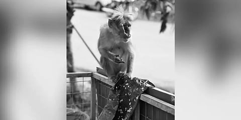 முகம் சிதைந்த நிலையில் திரியும் குரங்கு : கேரளாவில் மற்றொரு பரிதாபம்...!