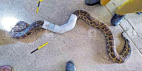 குழாய்க்குள் மாட்டி தவித்த மலைப்பாம்பு.. பத்திரமாக மீட்ட தீயணைப்புத் துறை..!