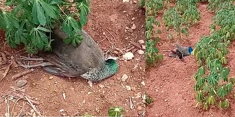 நாமக்கல்லில் 10க்கும் மேற்பட்ட மயில்கள் மர்ம மரணம் : விஷம் வைத்து கொலையா?