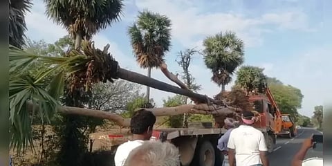 வெட்டப்பட இருந்த இரட்டை மரம் : 45 கி.மீ தூக்கிச்சென்று காப்பாற்றிய இளைஞர்கள்