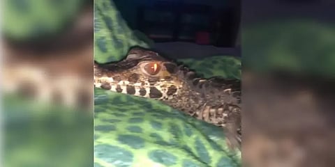 ’குட் நைட்’ சொல்லப் படுக்கை அறைக்கு வந்த வளர்ப்பு முதலை..!