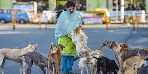 “செல்லப்பிராணிகளின் தீவனக் கடைகள் செயல்பட அனுமதி தேவை” - விலங்குகள் நல வாரியம்