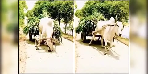 எவ்வளவு "புத்திசாலித்தனமான மாடு".. ஆச்சர்யப்பட வைக்கும் வீடியோ