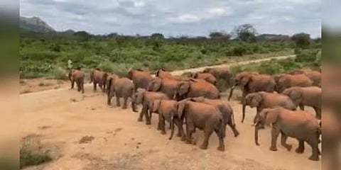ஒரே விசில்தான்.. வரிசையில் பின்தொடரும் யானைகள் படை.. வைரலாகும் வீடியோ