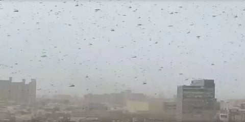 டெல்லியை நெருங்கும் வெட்டுக்கிளிகள் அபாயம் !