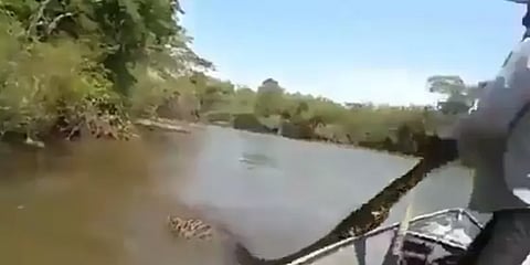 அனகோண்டாவை கையில் பிடிக்கும் நபர்.. திகிலூட்டும் காட்சிகள்: வைரலாகும் பழைய வீடியோ