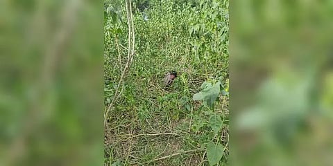 காணாமல் போன சிறுமி சடலமாக கண்டெடுப்பு - அறந்தாங்கி அருகே அதிர்ச்சி..!