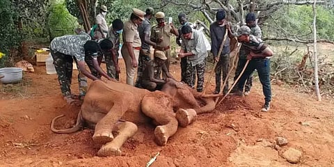 அடுத்தடுத்து மர்மமாக இறக்கும் யானைகள் : கோவை வனப்பகுதியில் அசாதாரணம்..!