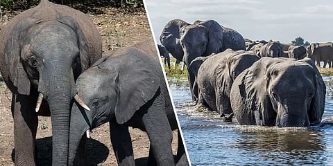 ஆப்பிரிக்கக் காடுகளில் மர்மமான முறையில் இறந்த 350 யானைகள்? - என்ன காரணம்?
