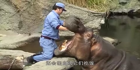 நீர் யானைக்கு பல் தேய்த்துவிடும் ஊழியர் - வியந்து பாராட்டிய நெட்டிசன்கள்..!