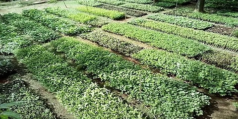 3 ரூபாய்க்கு 14 வகையான மரக்கன்றுகள் - விவசாயிகளுக்கு வழங்க ஈஷா நர்சரி முடிவு