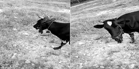 சமூக விரோதிகள் வைத்த நாட்டு வெடி: கடித்த பசுமாடு பரிதாபமாக உயிரிழப்பு