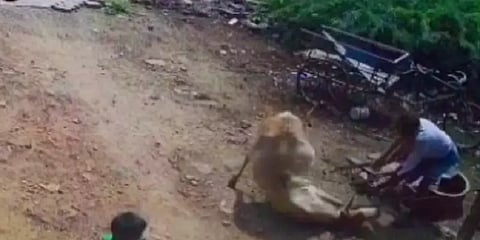 சத்தமிட்ட பசுமாடு.. கொடூரமாக தாக்கிய உரிமையாளர்: வீடியோ