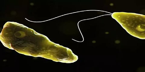 மூளையை உண்ணும் அரிய வகை அமீபா நோய் - எச்சரிக்கும் அமெரிக்க சுகாதாரத்துறை