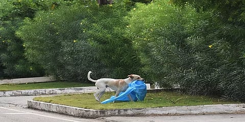 கோவை: பயன்படுத்தப்பட்ட பிபிஇ உடை ; கடித்து இழுத்துச் சென்ற நாய் -புகைப்படத்தால் அதிர்ச்சி