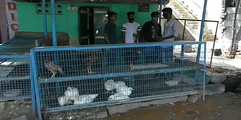 மதுரையில் ஊரடங்கில் 40 கோழிகளை திருடிய மர்ம நபர்கள்