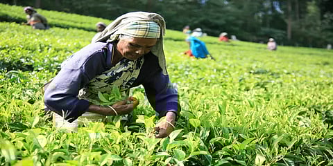 கொரோனாவால் தனித்தீவாக மாறிய அழகிய மாஞ்சோலை!