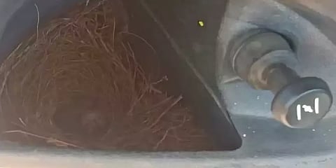 பைக்கில் கூடு கட்டிய சிட்டுக்குருவிக்காக வழக்கறிஞர் செய்த செயல்...!