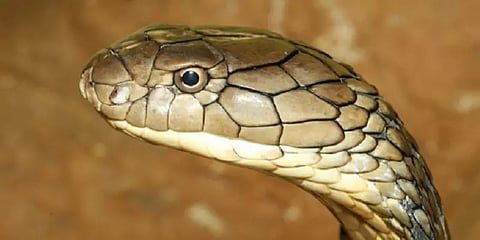 ‘துரத்தி பழி வாங்கும்.. பால் குடிக்கும்’ பாம்புகளைப் பற்றியக் கட்டுக்கதைகள்..!