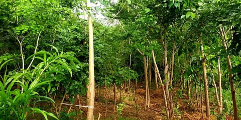 குப்பைமேட்டை குறுங்காடாக மாற்றிய தென்காசி இளைஞர்கள்!