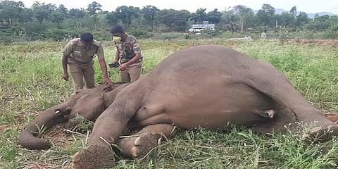 ‘அதற்கு உண்ண புற்கள் வேண்டும்’ செத்து மடியும் யானைகள்.. காரணங்களை அறிய வேண்டாமா..?