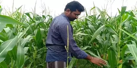 கொரோனா கொடுத்த ஓய்வு.. இயற்கை விவசாயத்தில் சாதித்த வழக்கறிஞர்...! - குவியும் பாராட்டு