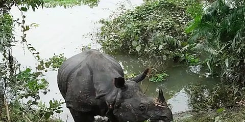 அசாம் வெள்ளத்தில் உயிரிழந்த காண்டாமிருகங்கள் -தொடரும் கசிரங்கா பூங்காவின் சோகம்!