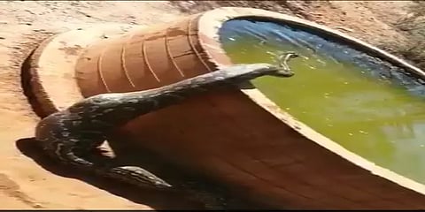 வயிற்றில் இரையுடன் குடிநீர் தொட்டியில் ரிலாக்ஸ் செய்யும் மலைப்பாம்பு! வீடியோ