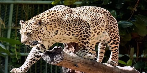 உத்தராகண்ட்: வீட்டிற்குள் நுழைந்து செல்ல நாயை கடித்துக் கொன்ற சிறுத்தை