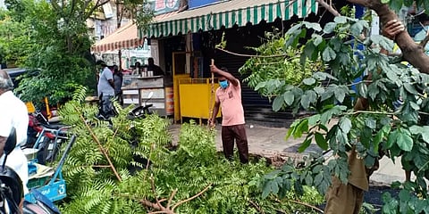 மரங்களை பிடுங்கி எறிந்த அதிகாரிகள் : மீட்டு மறு உயிர் கொடுத்த சமூக ஆர்வலர்கள்