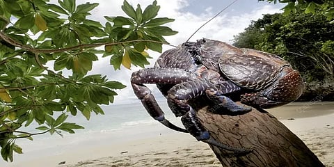 மரம் ஏறும் தேங்காய் நண்டு பற்றி தெரியுமா ?