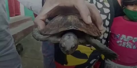 உதகை : வீட்டிற்குள் புகுந்த அரிய வகை நீர் ஆமை...!