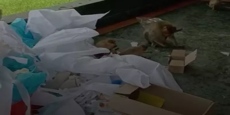 மருத்துவ கழிவுகளை இழுத்து செல்லும் குரங்குகள்: அலட்சியமாக செயல்படும் கொரோனா சிகிச்சை மையம்