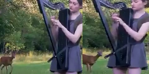 யாழ் இசையை ஓடிவந்து ரசித்த மான்: வைரல் வீடியோ!!