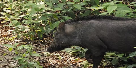 "காட்டுப் பன்றிகளை அதிகாரிகள் சுட்டுக்கொல்லலாம்" தமிழக அரசு !