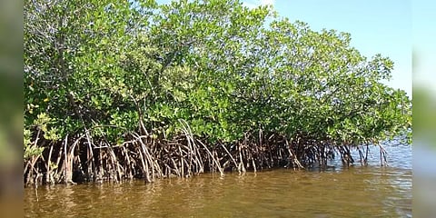 பாதுகாக்கப்பட வேண்டிய ‘அலையாத்தி காடுகள்’ : காரணம் என்ன ?