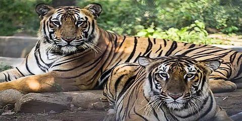 நாளை உலகப் புலிகள் தினம்: வண்டலூரில் எத்தனை புலிகள் இருக்கிறது தெரியுமா ?