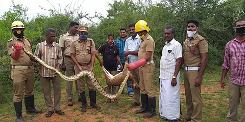 திருப்பத்தூர்: மலைப்பாம்பு பிடியில் சிக்கிய புள்ளிமான் உயிரிழப்பு...!