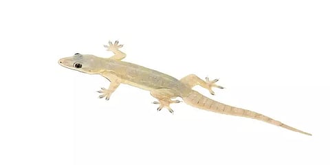 வீட்டில் பல்லித் தொல்லையா? இனி கவலை வேண்டாம்