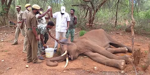 மேட்டுப்பாளையத்தில் உயிருக்காக போராடும் 10 வயது யானை ! காட்டுயிர் ஆர்வலர்கள் அதிர்ச்சி