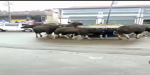 ஊட்டி சாலையில் ரிங்கா ரிங்கா ரோஸ் விளையாடும் காட்டெருமைகள்!