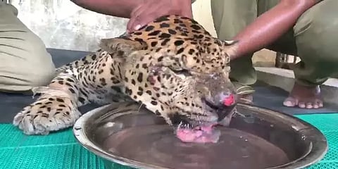 வண்டலூர்: தொடர் சிகிச்சைகள்.. மருத்துவர்கள் போராடியும் உயிரிழந்த ஆண் சிறுத்தை!!