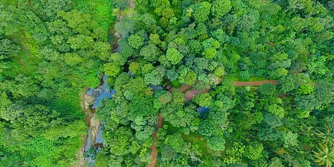 3 சென்ட் நிலத்தில் அடர்வனம்.. சாதித்துக் காட்டிய சூழலியாளர்!