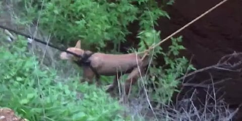 ராசிபுரம் : கிணற்றில் தவறி விழுந்து 20 மணிநேரம் உயிருக்கு போராடிய நாய் பத்திரமாக மீட்பு