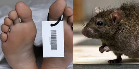 மருத்துவமனையில் இருந்த உடலை கடித்து சேதப்படுத்திய எலிகள்.. உறவினர்கள் போராட்டம்!