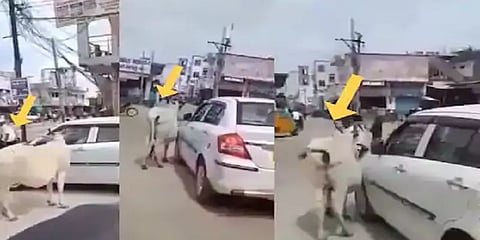 தாசில்தாரை அரைமணி நேரம் விடாமல் துரத்திய பசு...ஏன் தெரியுமா..? வைரலாகும் வீடியோ