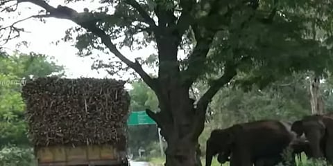 கரும்பு லாரியை சூழ்ந்த யானைக்கூட்டம்: மரத்தில் ஏறி உயிர் தப்பிய இருவர்..!